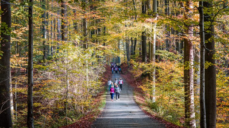 Forêt de Soignes Walk nouveaux parcours s’inscrire maintenant